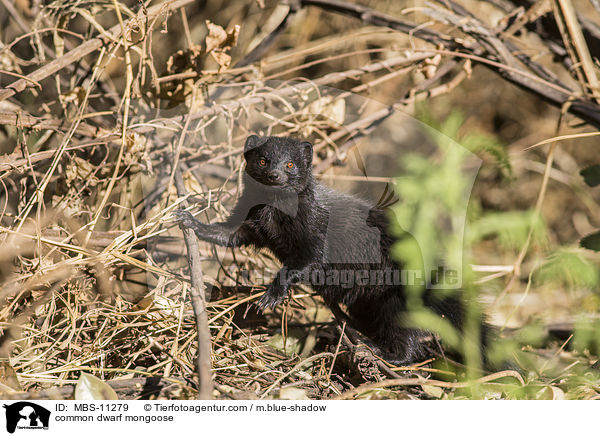 common dwarf mongoose / MBS-11279