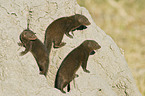 common dwarf mongooses