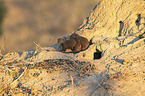 Common Dwarf Mongooses