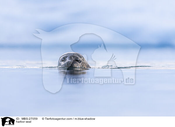 harbor seal / MBS-27059