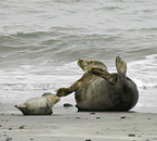 common seal and grey seal