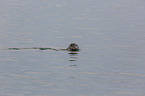 swimming Common Seal