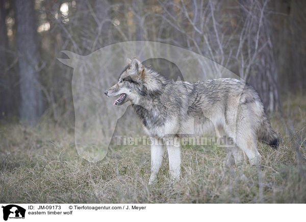 eastern timber wolf / JM-09173