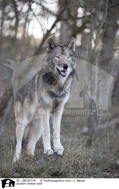 eastern timber wolf / JM-09179