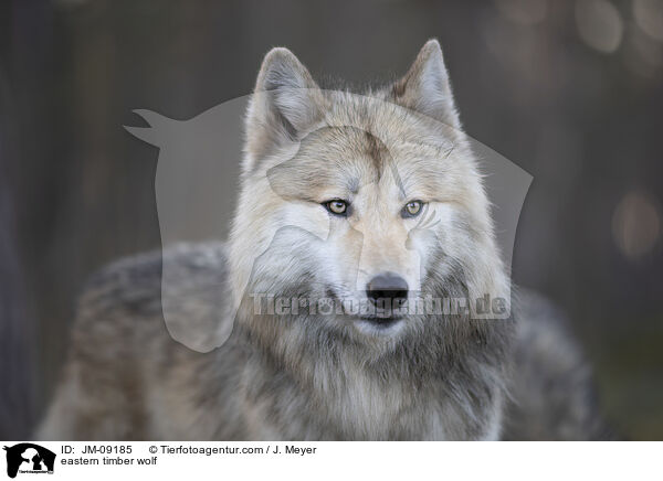 eastern timber wolf / JM-09185