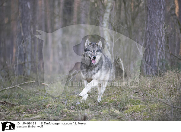 eastern timber wolf / JM-09191