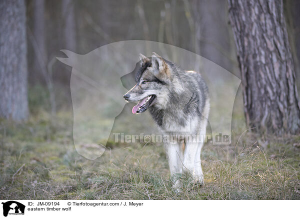 eastern timber wolf / JM-09194