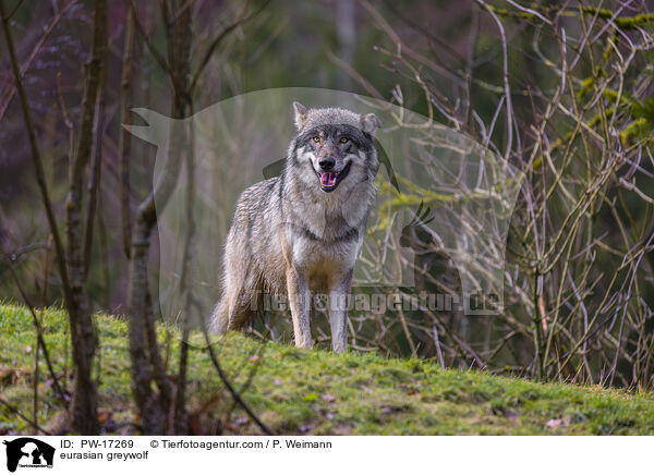 eurasian greywolf / PW-17269