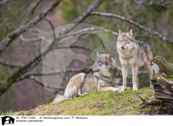 eurasian greywolves / PW-17292