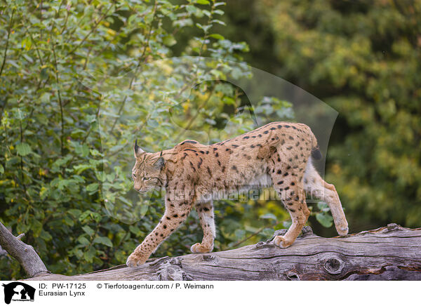 Eurasian Lynx / PW-17125