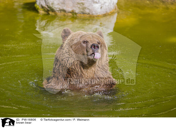 brown bear / PW-16806
