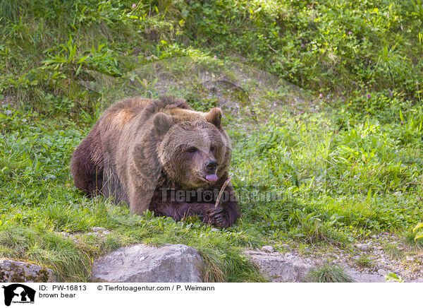 brown bear / PW-16813