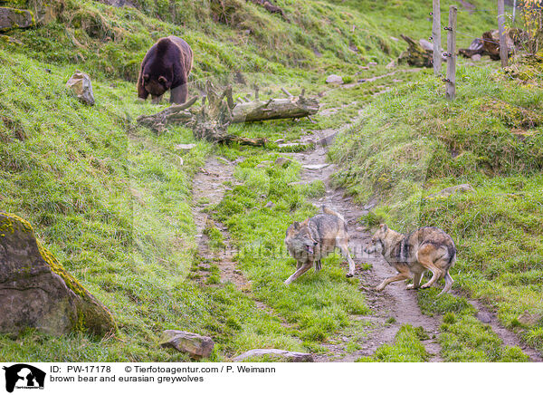 brown bear and eurasian greywolves / PW-17178