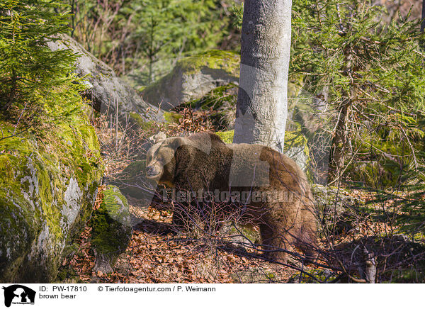 brown bear / PW-17810