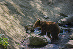 young brown bear