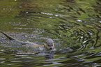swimming European Otter