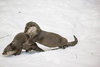 2 common otter