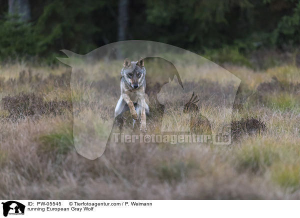 running European Gray Wolf / PW-05545