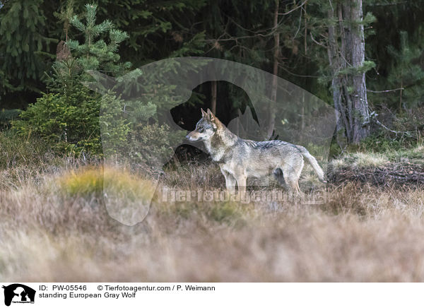 standing European Gray Wolf / PW-05546