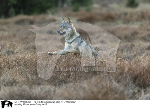 running European Gray Wolf / PW-05553