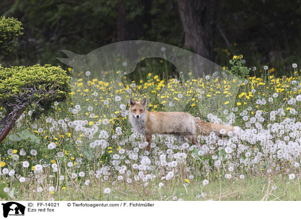 Ezo red fox / FF-14021