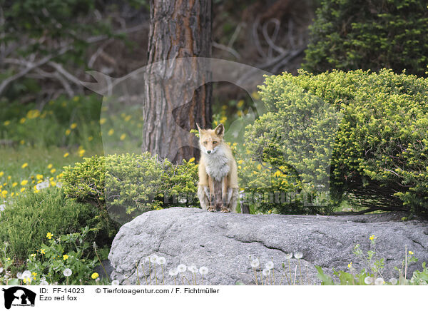 Ezo red fox / FF-14023