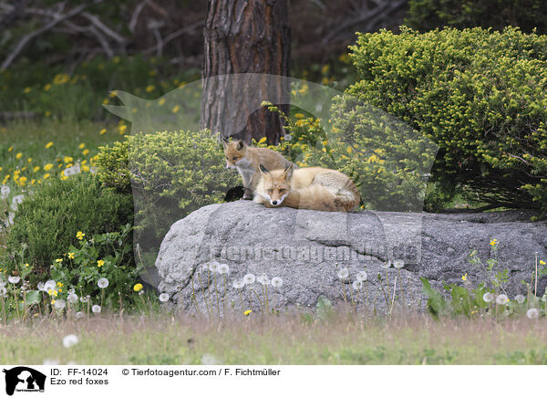 Ezo red foxes / FF-14024