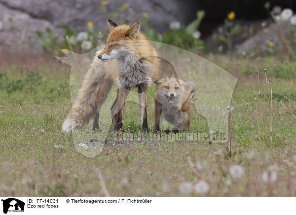 Ezo red foxes / FF-14031