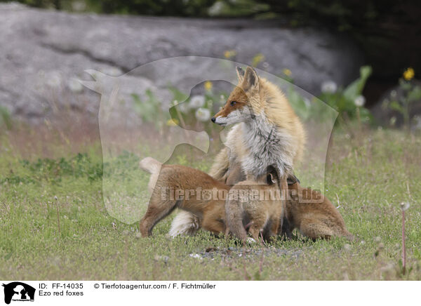 Ezo red foxes / FF-14035