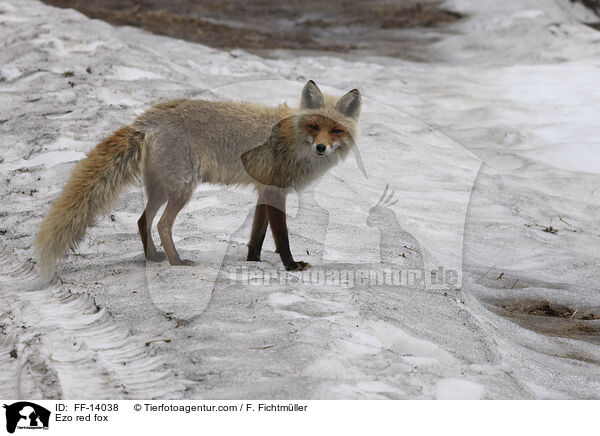 Ezo red fox / FF-14038