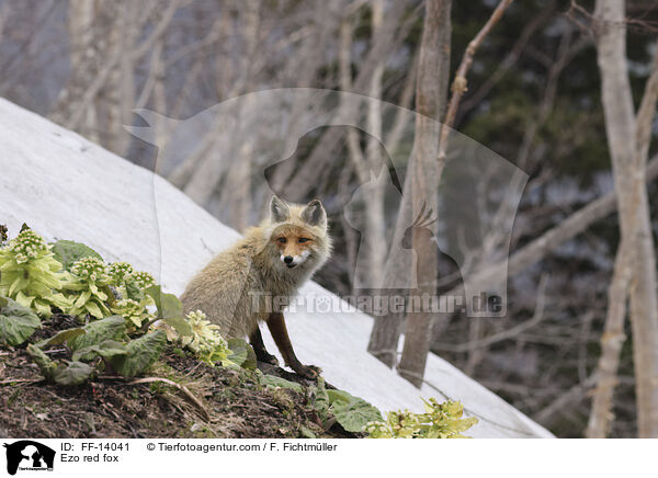 Ezo red fox / FF-14041