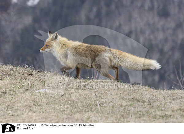 Ezo red fox / FF-14044