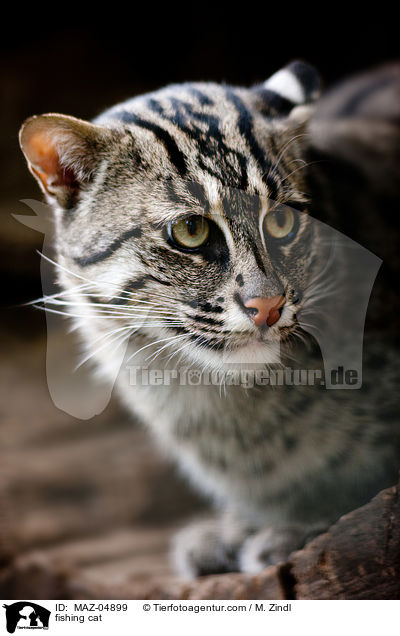 fishing cat / MAZ-04899