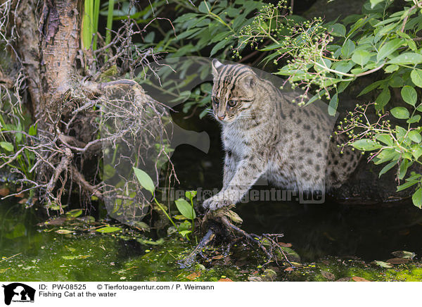 Fishing Cat at the water / PW-08525