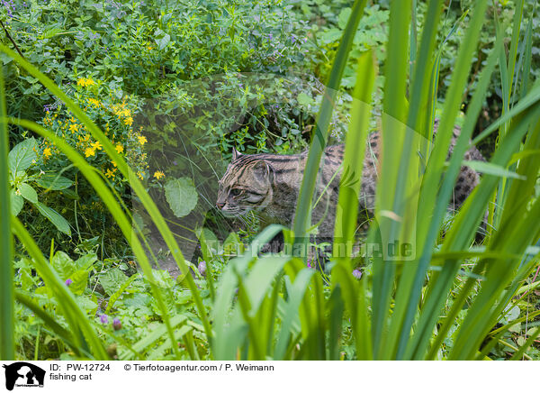 fishing cat / PW-12724