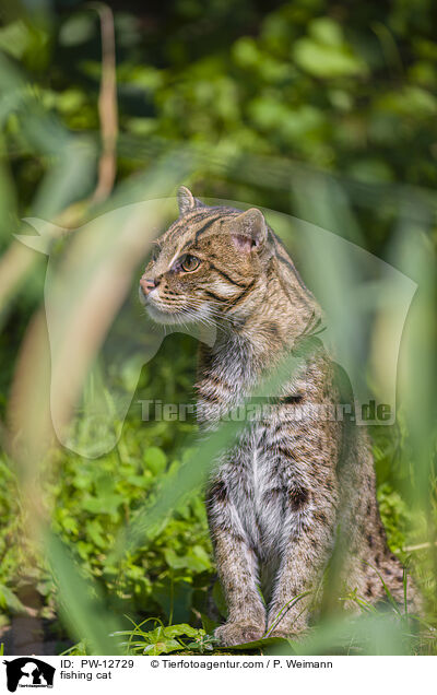 fishing cat / PW-12729