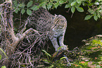 Fishing Cat at the water