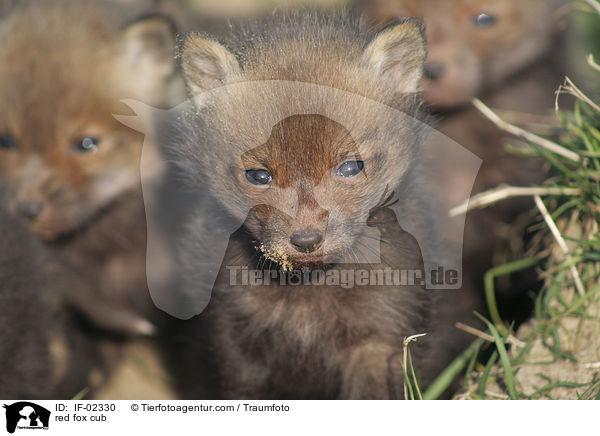 red fox cub / IF-02330