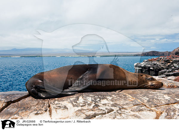 Galapagos sea lion / JR-02666