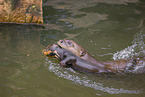 giant otter