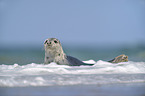 Grey Seal by the sea