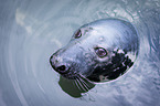 Grey Seal portrait
