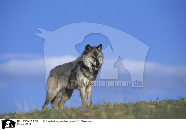 Gray Wolf / PW-01179