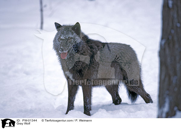 Grauwolf / Gray Wolf / PW-01344