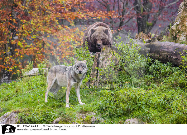 eurasian greywolf and brown bear / PW-14241