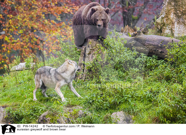 eurasian greywolf and brown bear / PW-14242