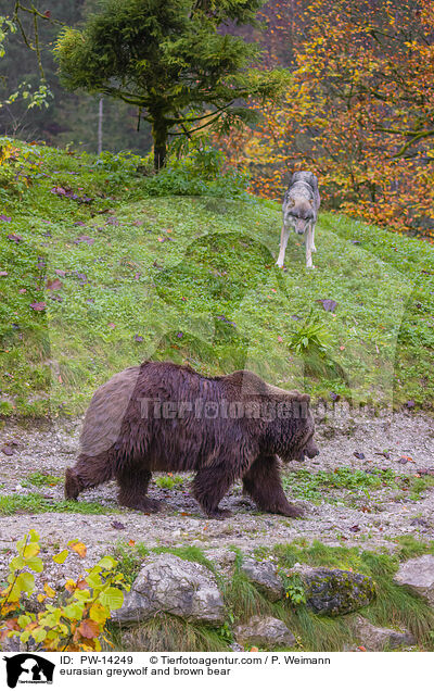 eurasian greywolf and brown bear / PW-14249