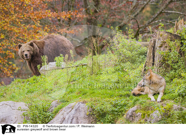 eurasian greywolf and brown bear / PW-14320