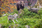eurasian greywolf and brown bear
