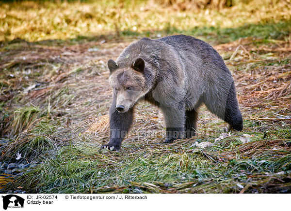 Grizzly bear / JR-02574